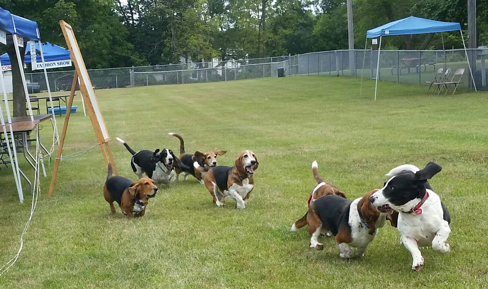 Basset Fest