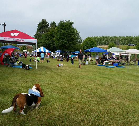 Basset Fest