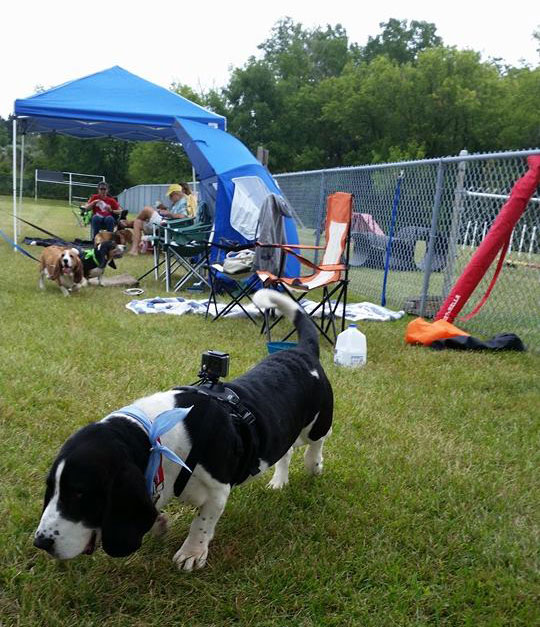 Basset Fest
